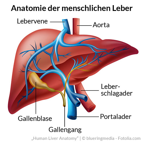 Anatomie der menschlichen Leber