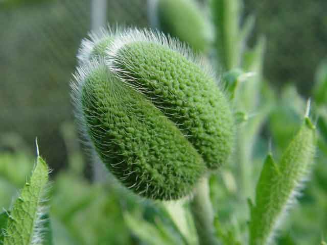 Pflanzenheilkunde: Phytotherapeutika werden in der Internistischen Naturheilkundlichen Praxisklinik Bornheim  als alleinige oder begleitende Therapieform eingesetzt.