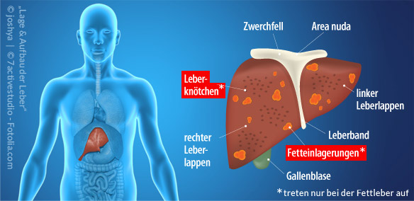 Die Leber sorgt für Abbau und Ausscheidung verschiedener Stoffe, Produktion von Eiweiß und Verwertung von Nahrungsbestandteilen. | Praxisklinik Bornheim, Köln-Bonn